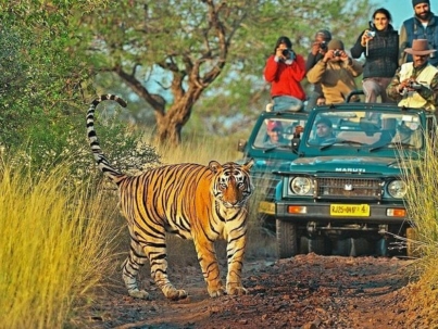 Ranthambore National Park