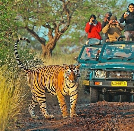 Ranthambore National Park